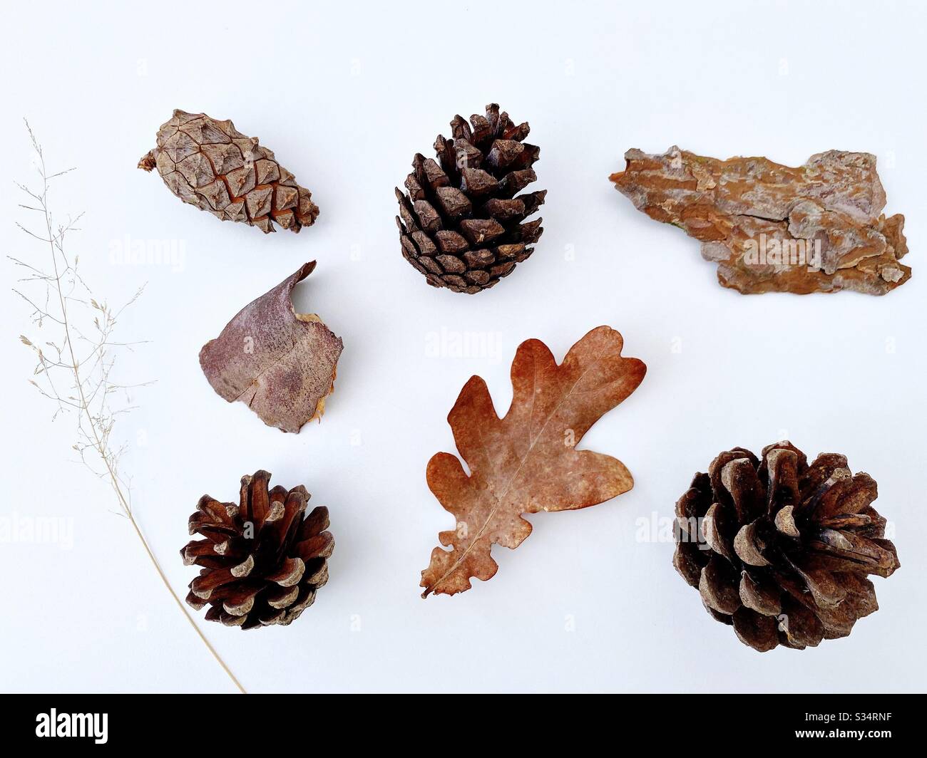 Pine cones / Conifer cones foraged from the forest and isolated against a clean white background. With dried autumnal leaf, grass and peeled tree bark pieces - Smartphone Captured Stock Image