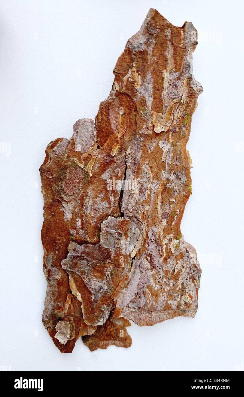 Close up and detailed view on a piece of peeled tree bark isolated against a white background. Abstract shape with natural texture - Smartphone Captured Stock Image