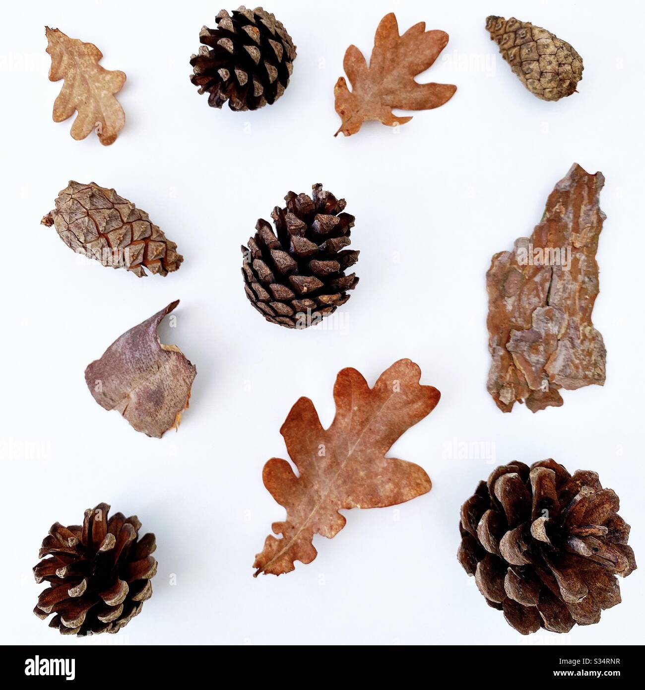 Close up and top down view / flat lay of tree bark shapes, fallen leaves and pine cones. Dry nature elements foraged from forest - Smartphone Captured Stock Image