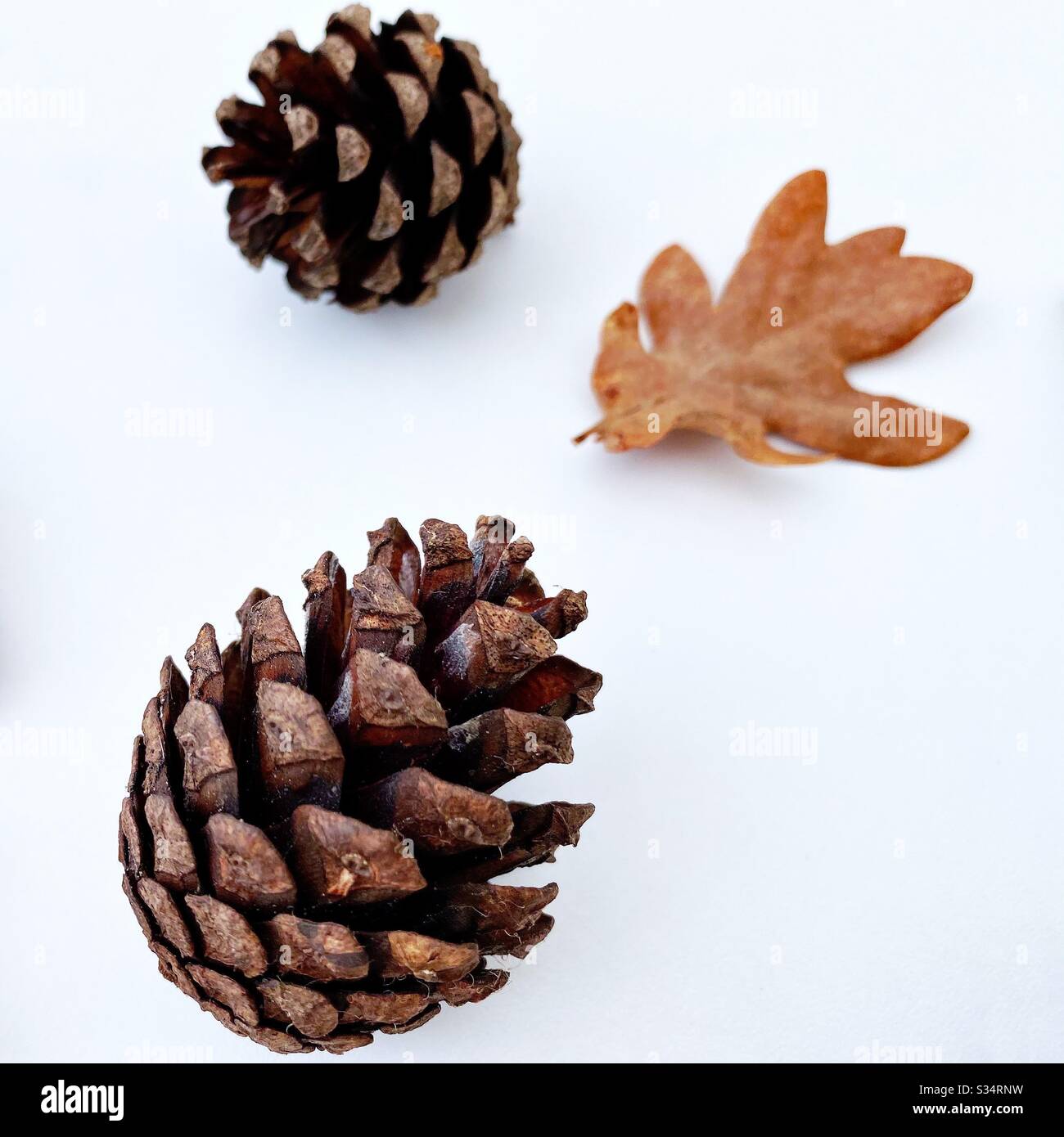 A close up view of a pine cone isolated on a white background with blurry dry leaf and conifer cone in background - Smartphone Captured Stock Image