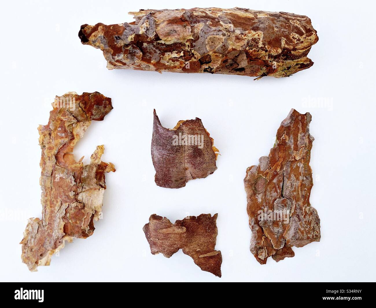 Top down / flat lay view of tree bark pieces collected from pine forest. Abstract shapes and natural textures - Smartphone Captured Stock Image
