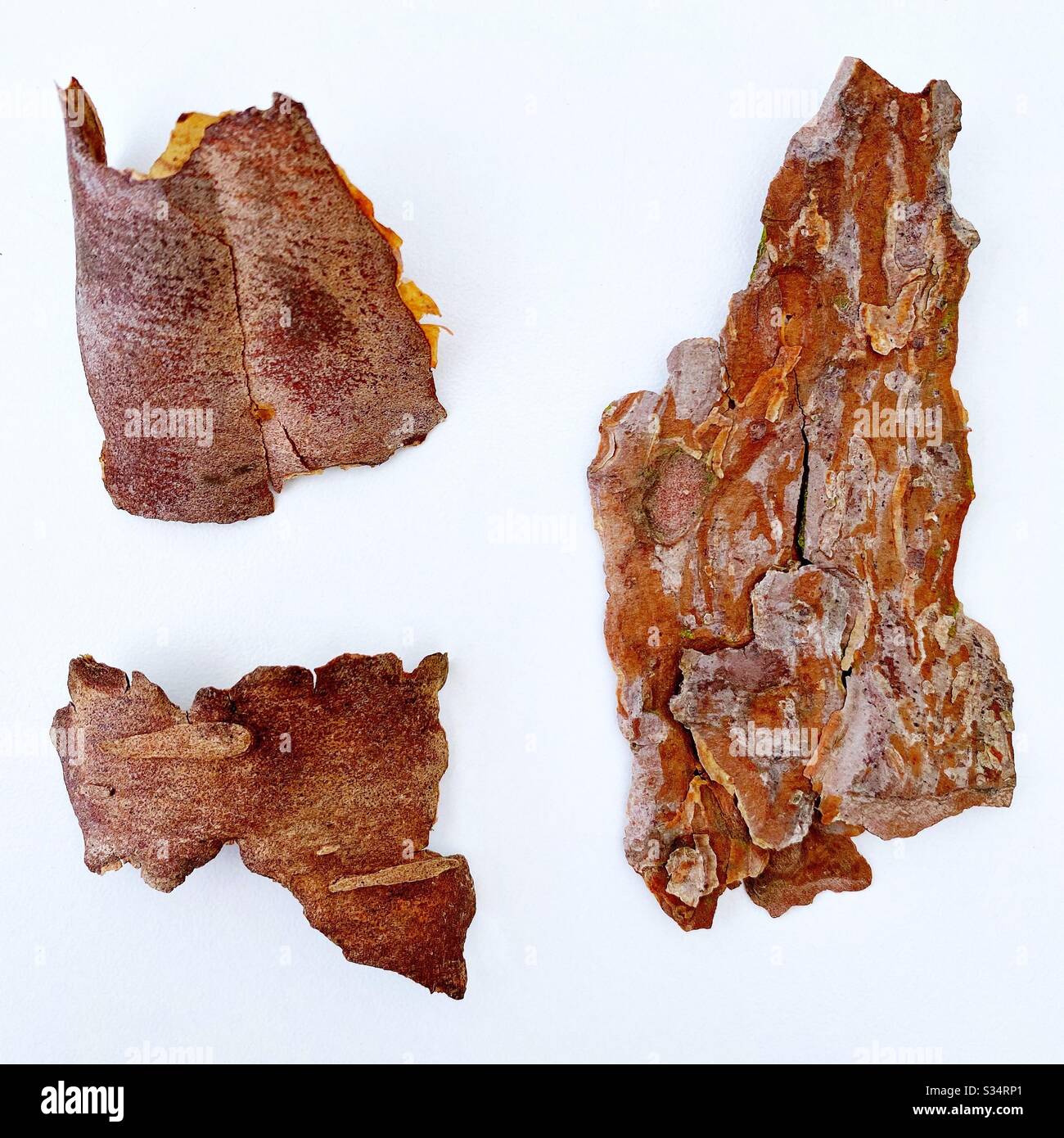 Top down / flat lay view of tree bark pieces collected from pine forest. Abstract shapes and natural textures - Smartphone Captured Stock Image