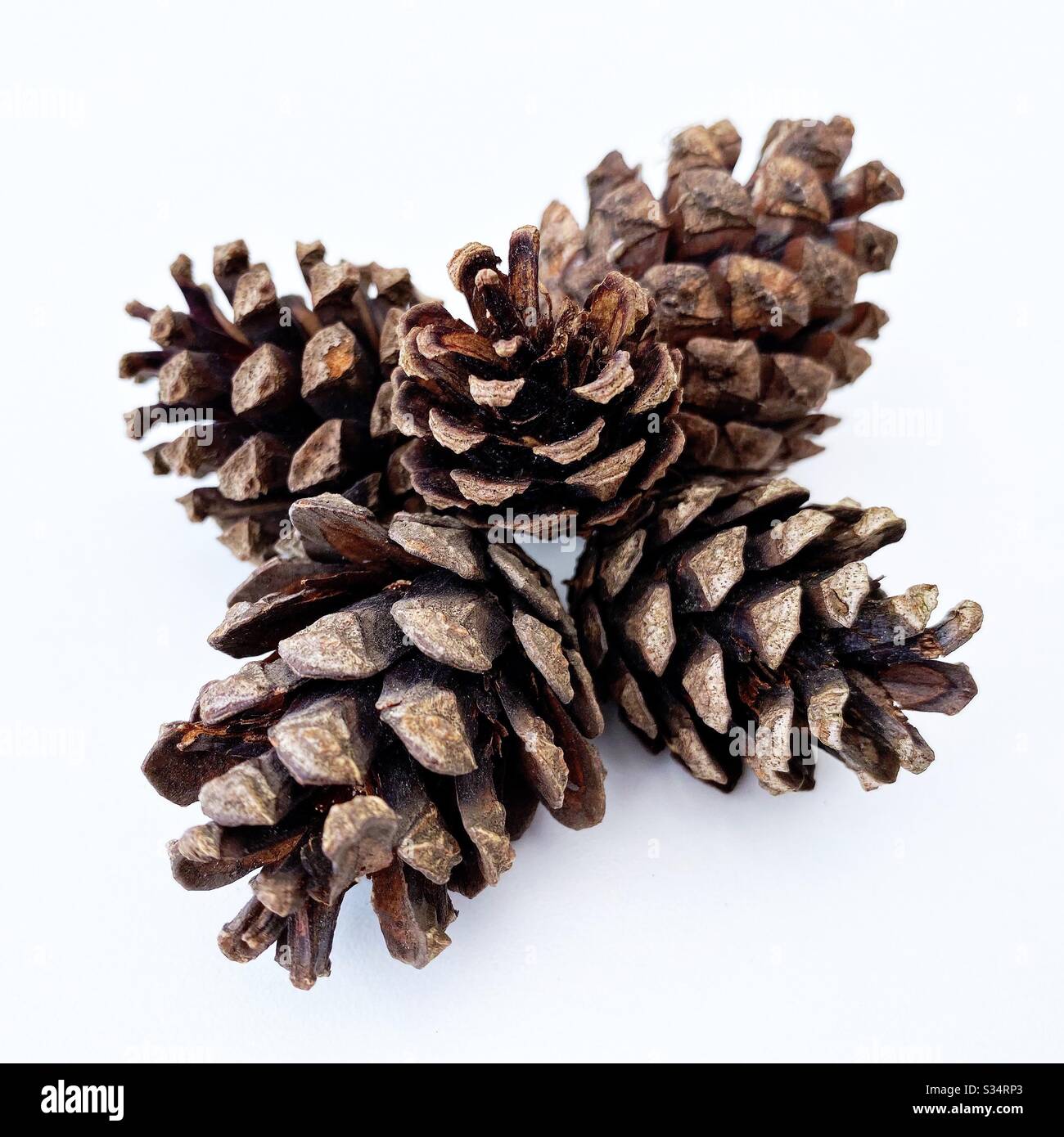 A collection of pine cones isolated against a clean white background - Smartphone Captured Stock Image