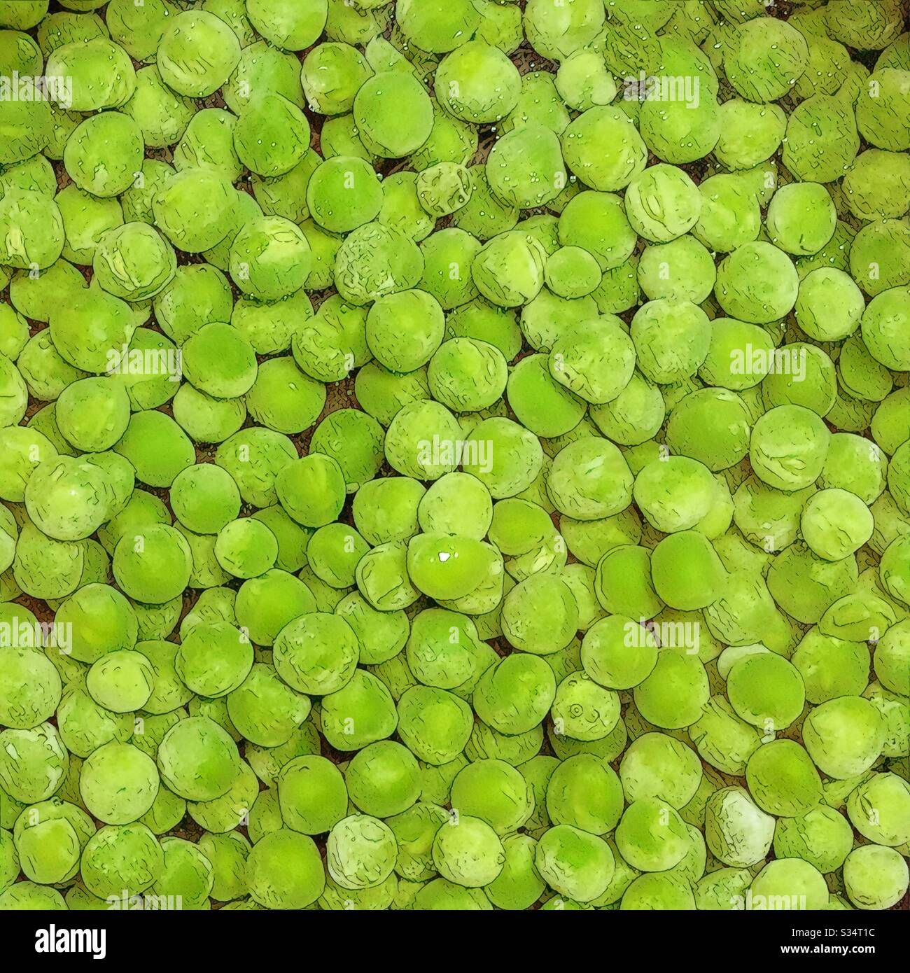 Vibrant fresh green peas.   Freshly pick peas.  Best frozen foods - Smartphone Captured Stock Image