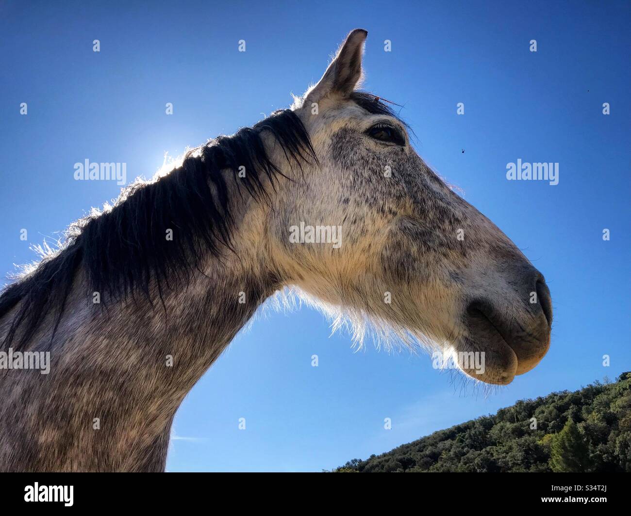 Speckled white horse and blue skies Stock Photo Alamy
