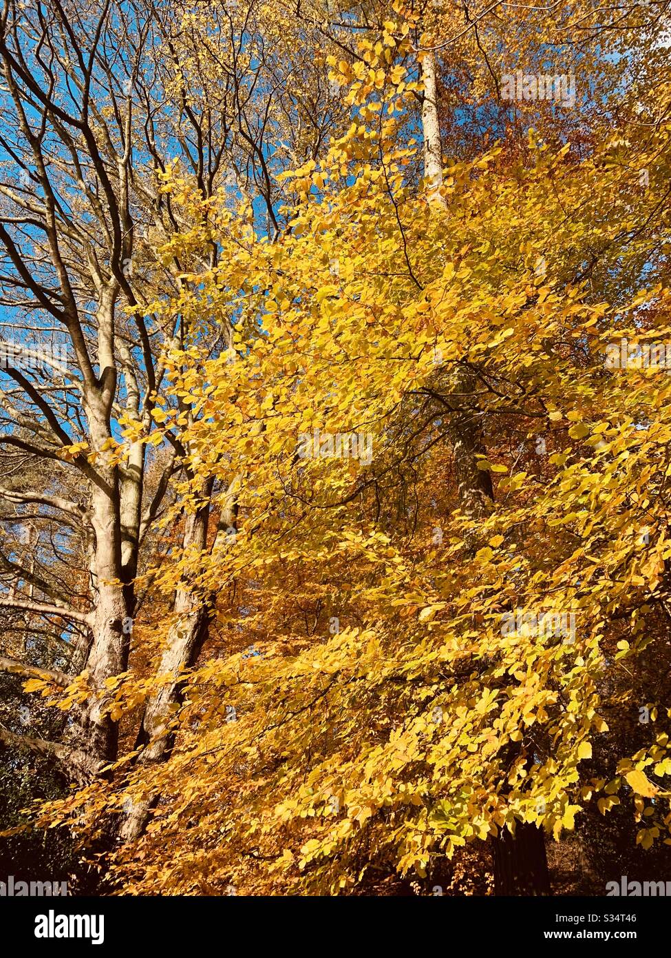 Golden autumn leaves hi-res stock photography and images - Alamy