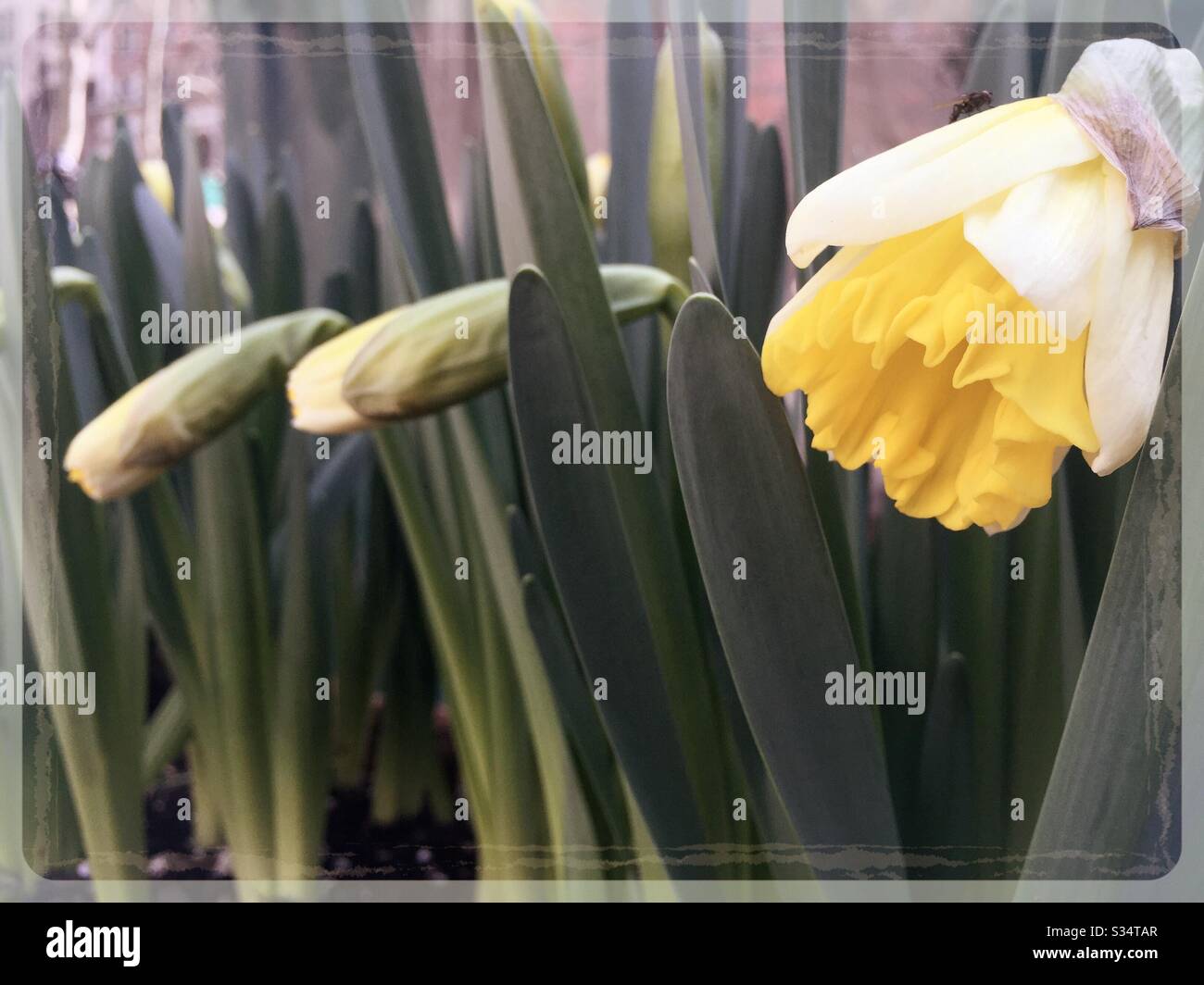 Daffodils beginning to bloom in the early spring time, USA - Smartphone Captured Stock Image
