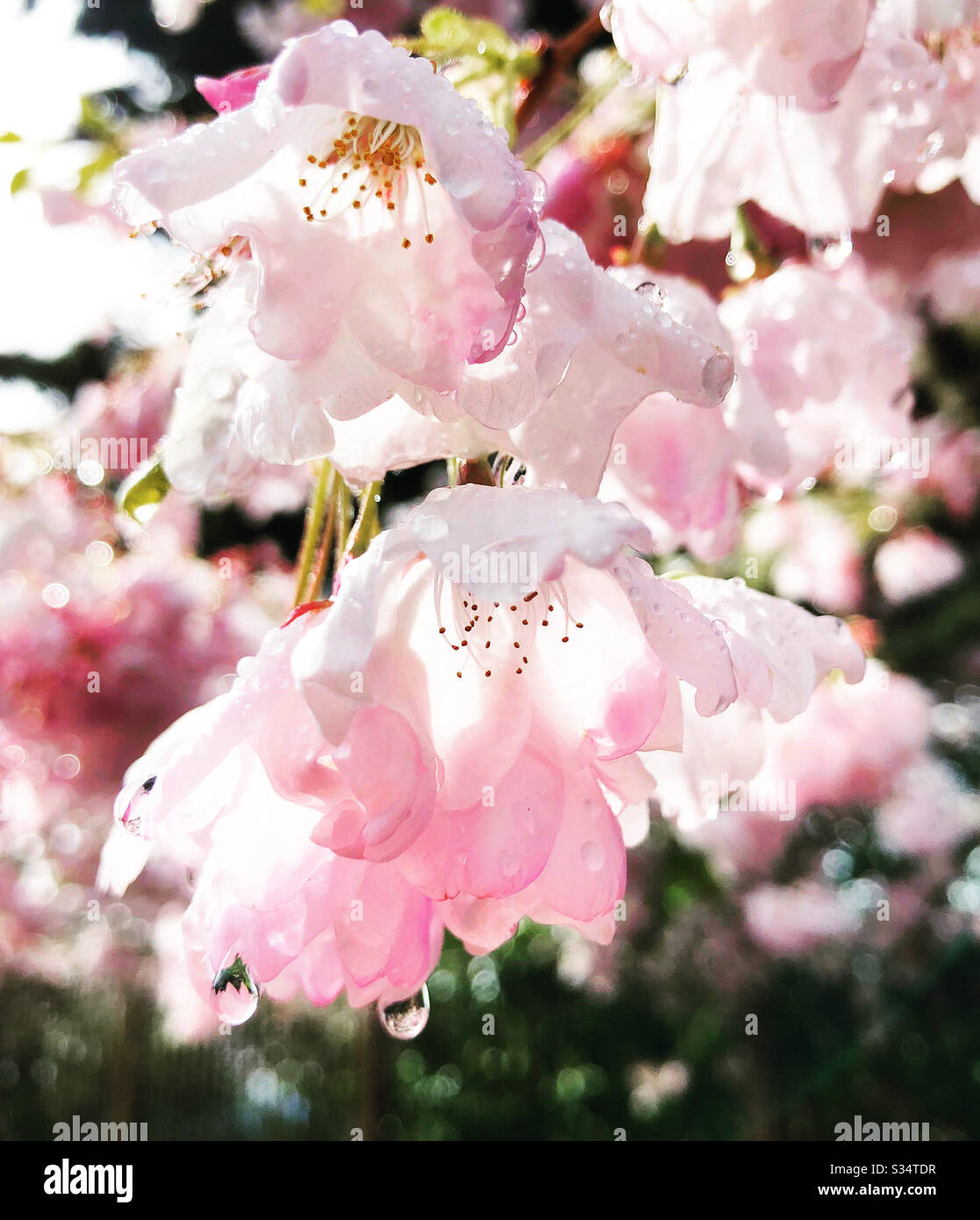 Wet cherry blossoms. Stock Photo