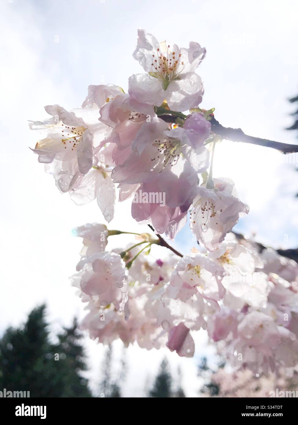 Cherry blossoms after a rain shower. Stock Photo