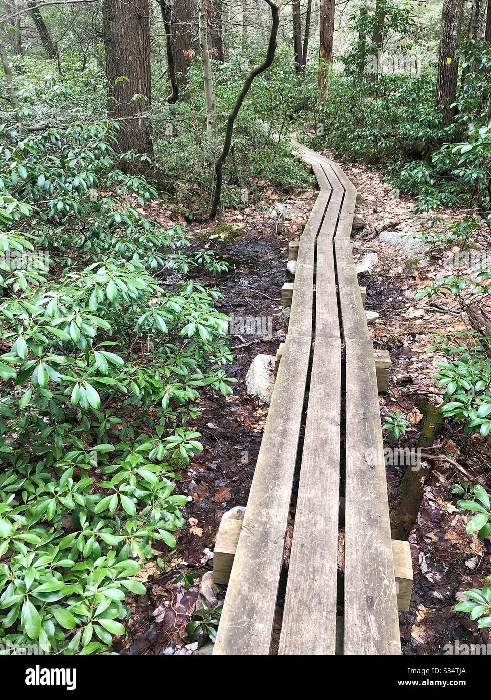 Wooden footpath to guide hikers over rough terrain in the forest - Smartphone Captured Stock Image