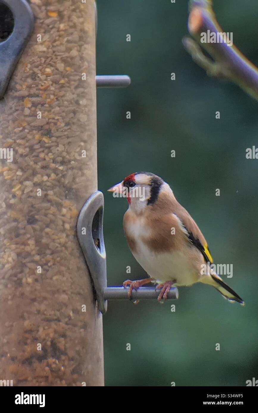 Goldfinch on bird feeder - Smartphone Captured Stock Image Goldfinch on bird feeder - Smartphone Captured Stock Image