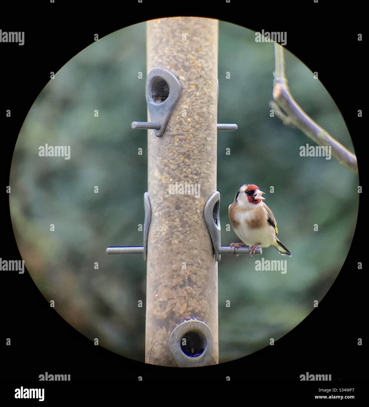 Goldfinch on bird feeder seen though telescope - Smartphone Captured Stock Image Goldfinch on bird feeder seen though telescope - Smartphone Captured Stock Image