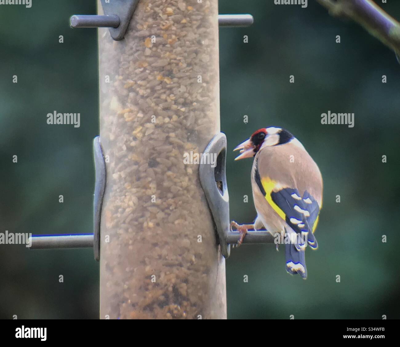 Goldfinch on bird feeder - Smartphone Captured Stock Image