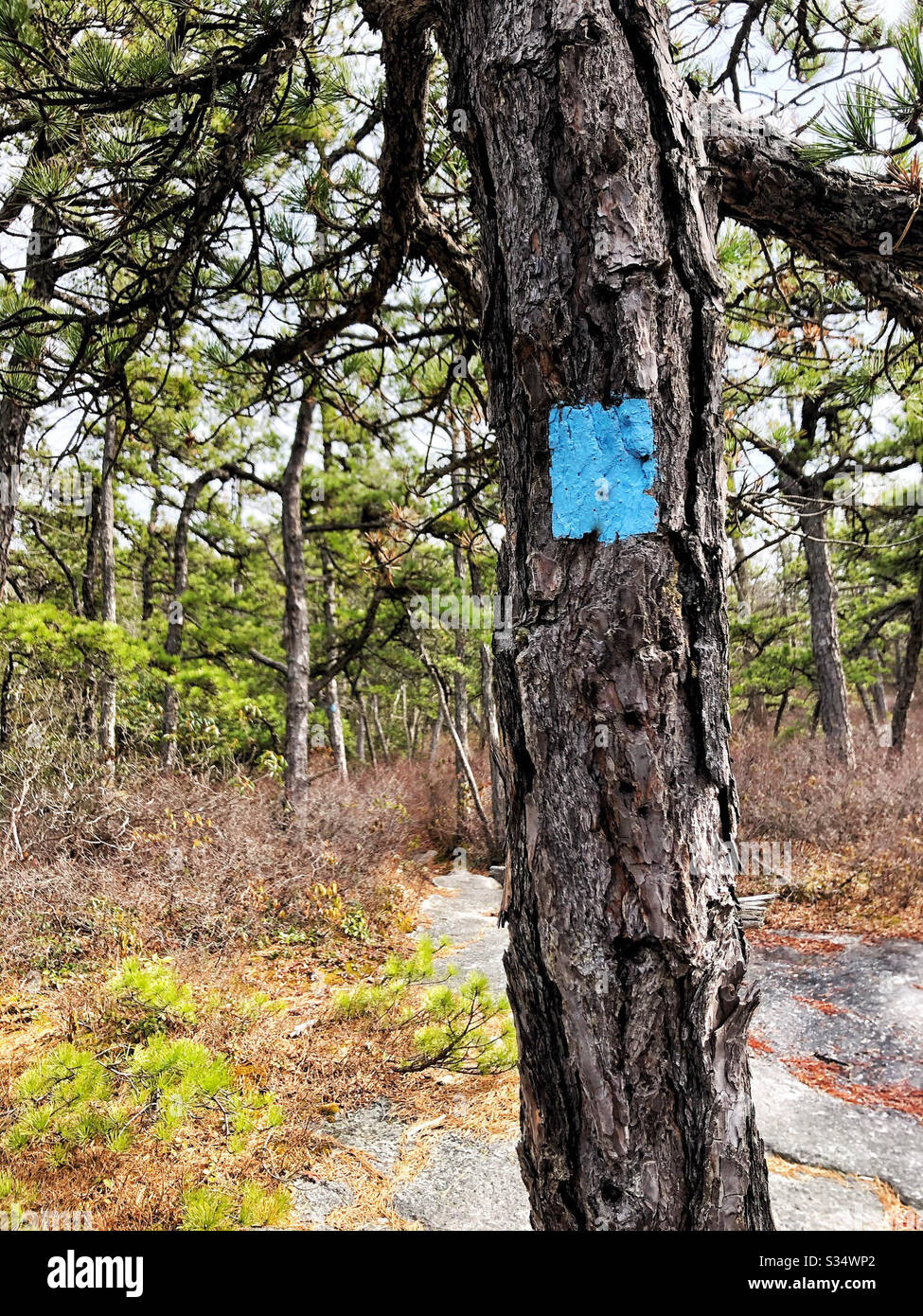Blue blaze trail marker on mountain hike to show the way and not get lost - Smartphone Captured Stock Image