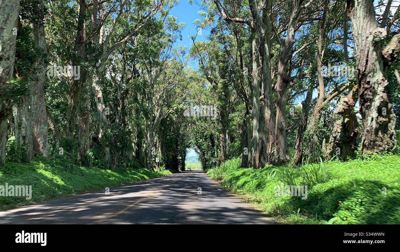 Tunnel of Trees, Kaua’i Stock Photo Alamy