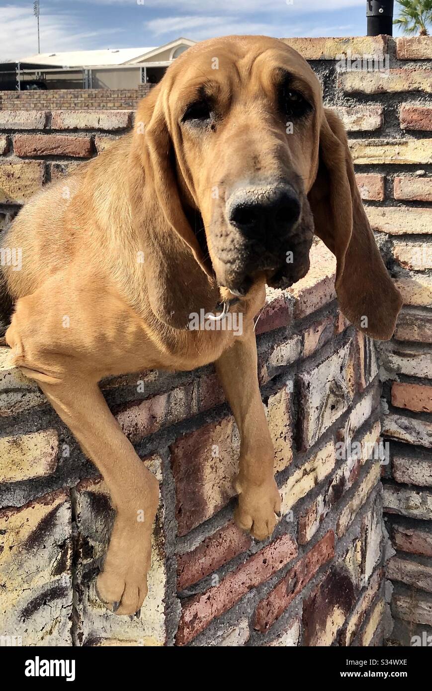 Closeup, hound dog, friendly, calm, pet, large dog, happy, greeting