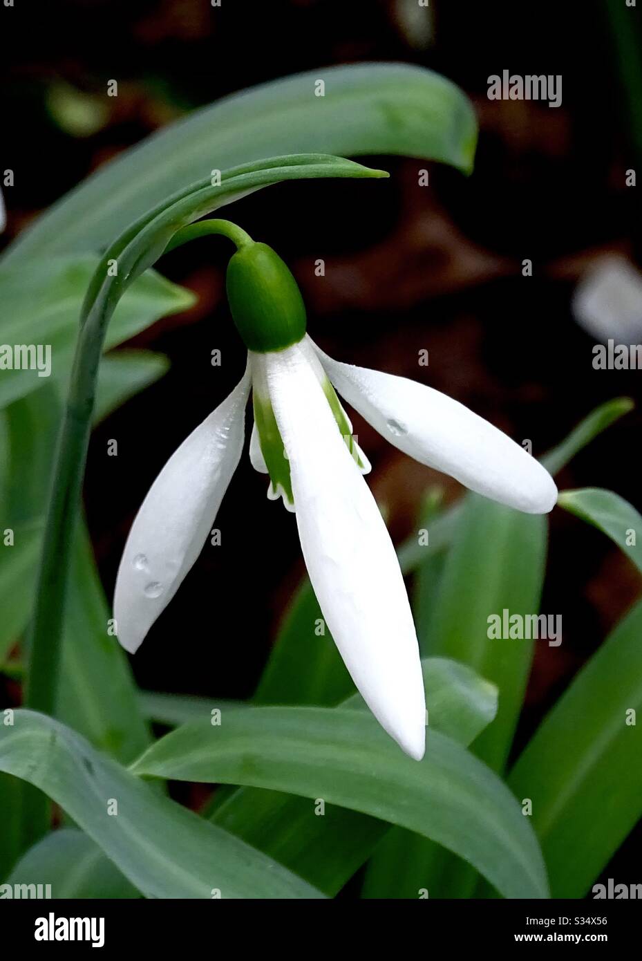 Beautiful single white snowdrop in the spring sunshine in a garden in England Stock Photo