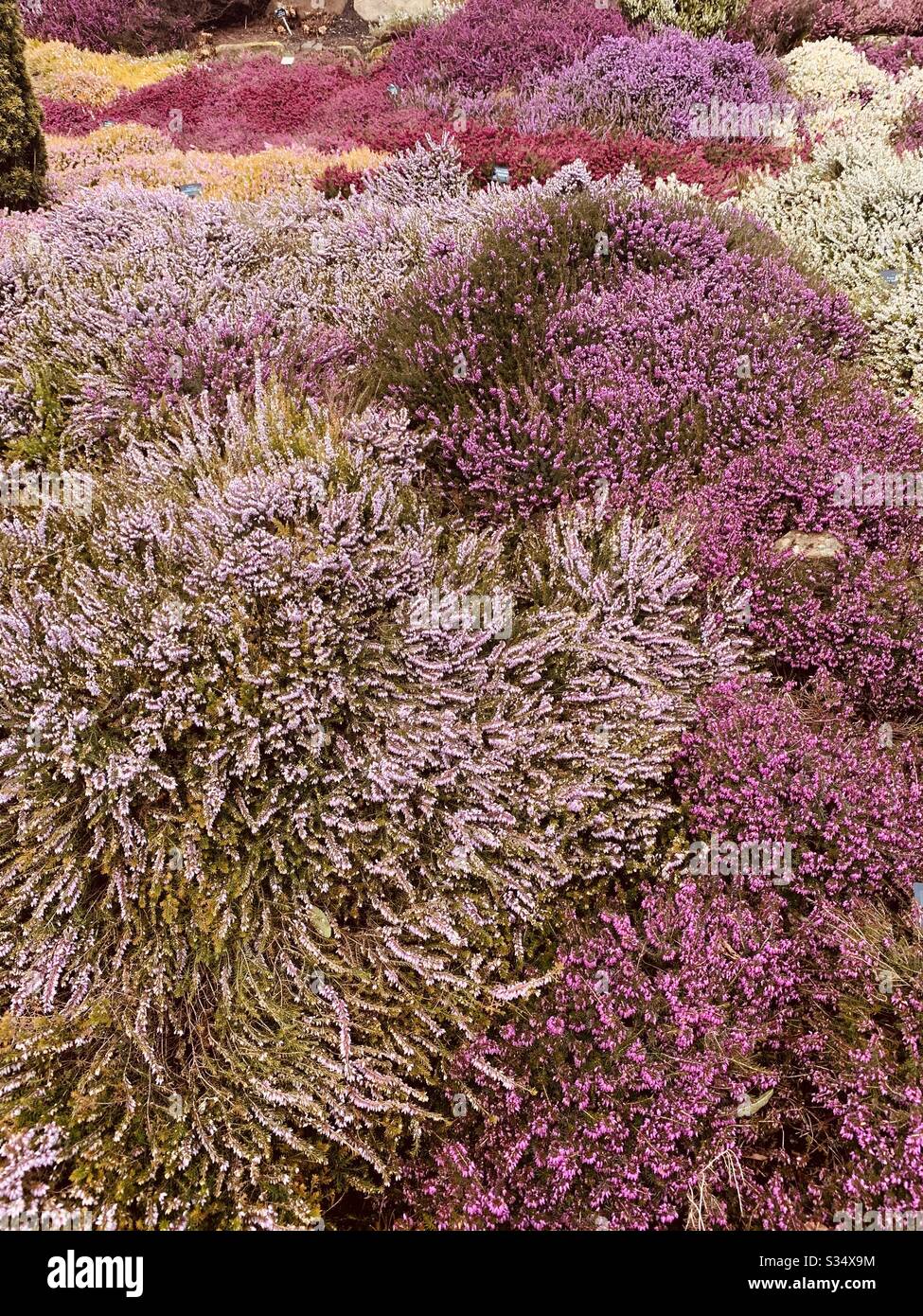 Pretty pink purple heather plants Stock Photo