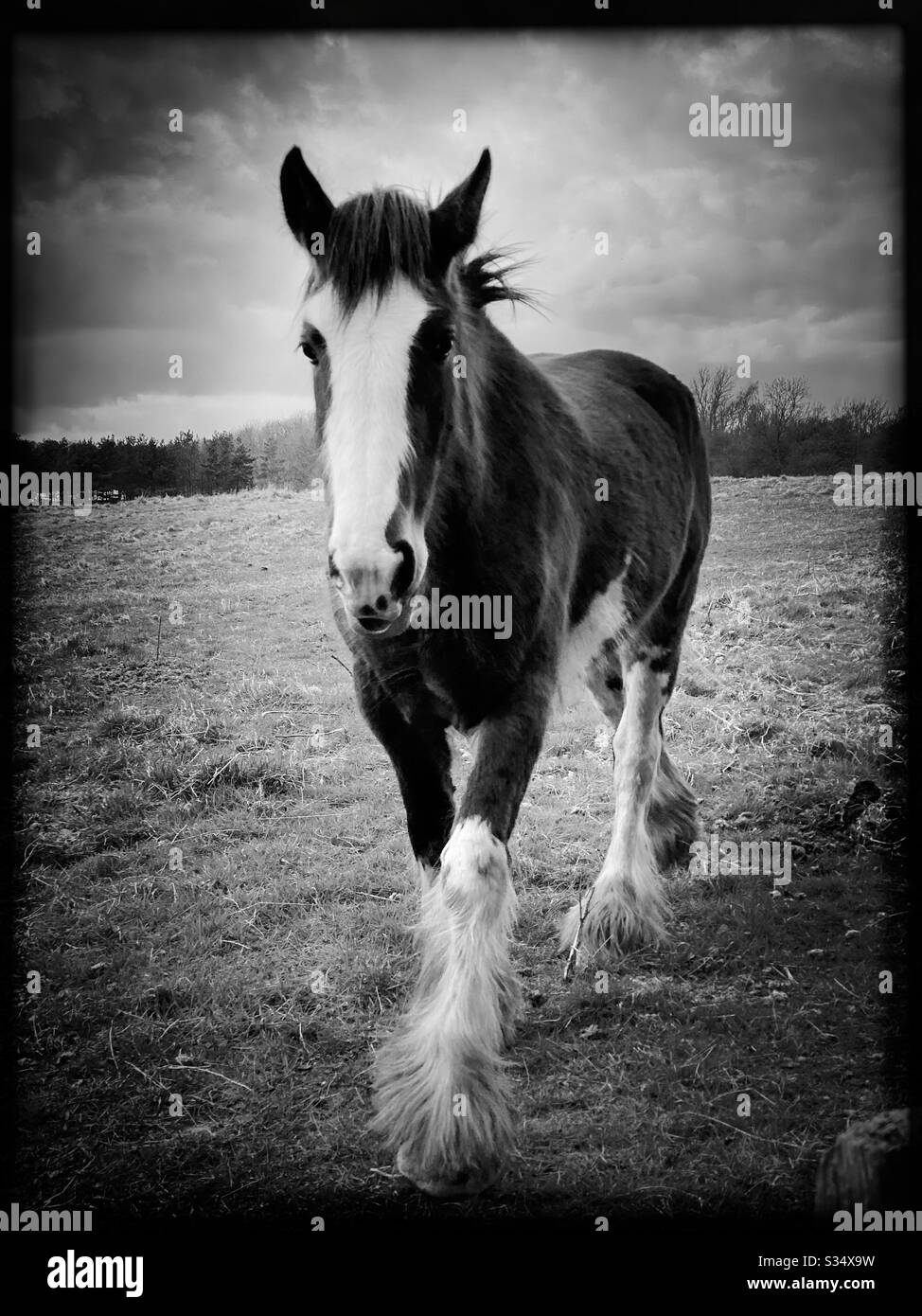 Beautiful and peaceful horse in a paddock. Domesticated livestock portrait in rural farmland. Front view. Black and white edit - Smartphone Captured Stock Image