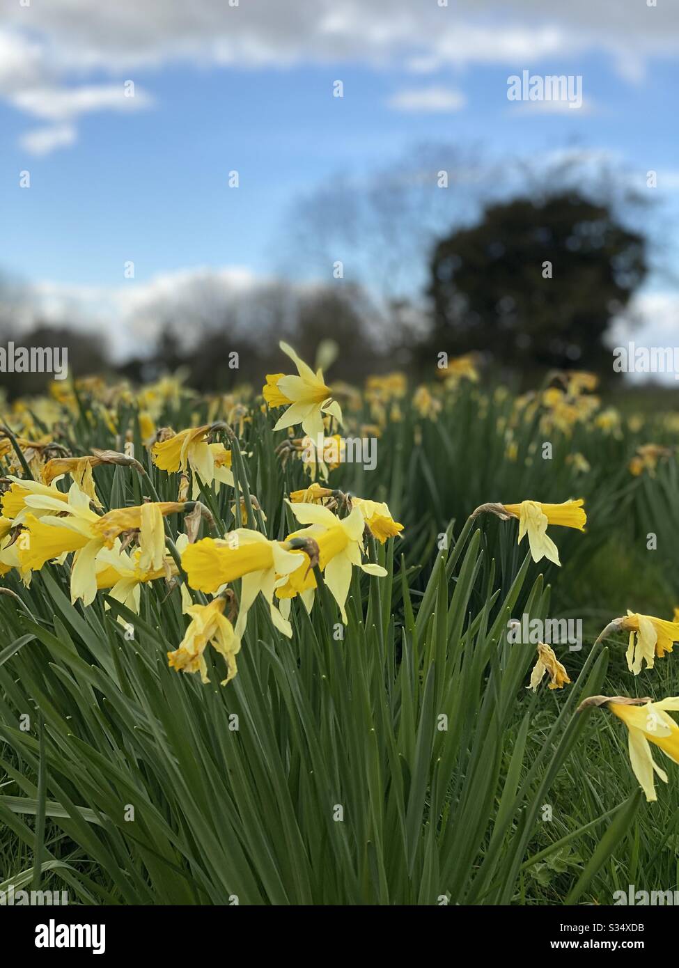 Daffodils in the sunshine Stock Photo