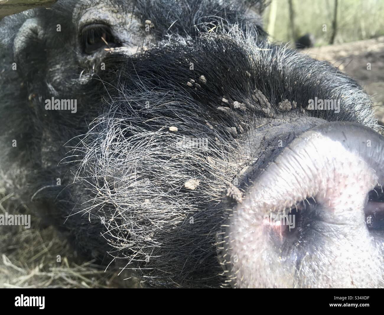A pig’s snout and face, close up - Smartphone Captured Stock Image