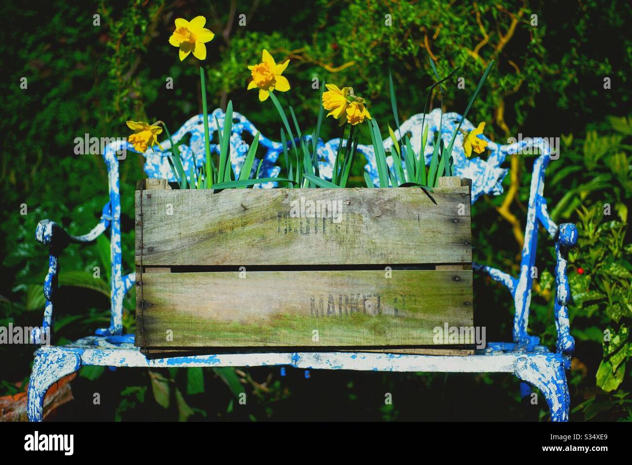 An old garden chair with a box of daffodils. - Smartphone Captured Stock Image