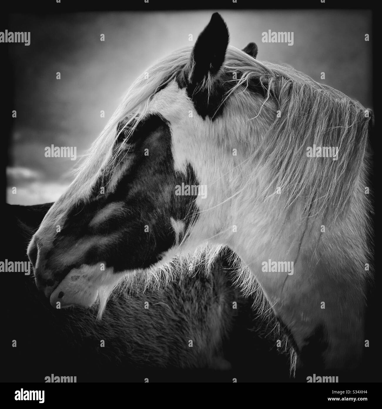 Beautiful and peaceful horse in a paddock. Domesticated livestock portrait in rural farmland. Black and white edit. Side profile head shot - Smartphone Captured Stock Image