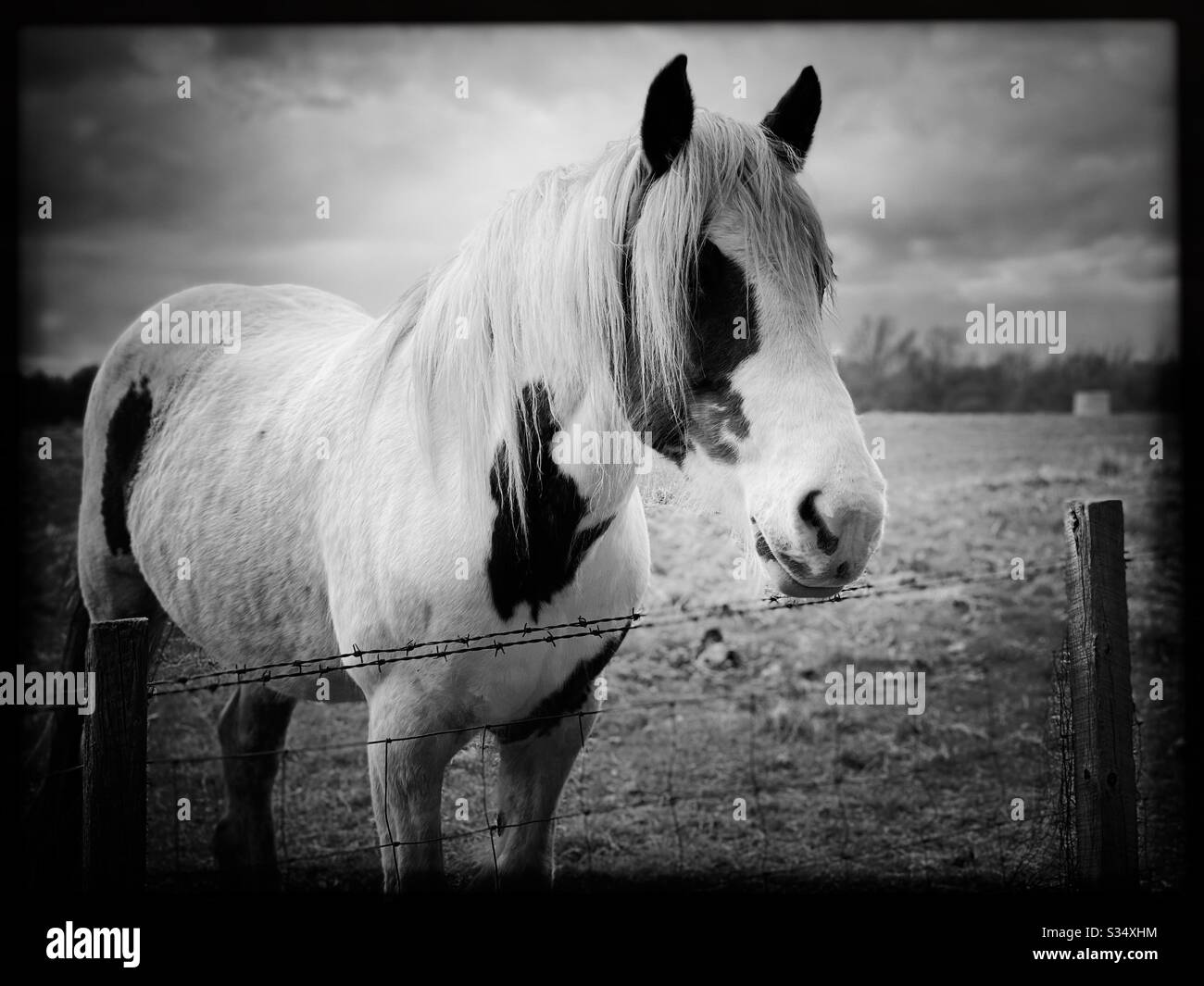 Beautiful and peaceful horse in a paddock. Domesticated livestock portrait in rural farmland. Black and white edit - Smartphone Captured Stock Image