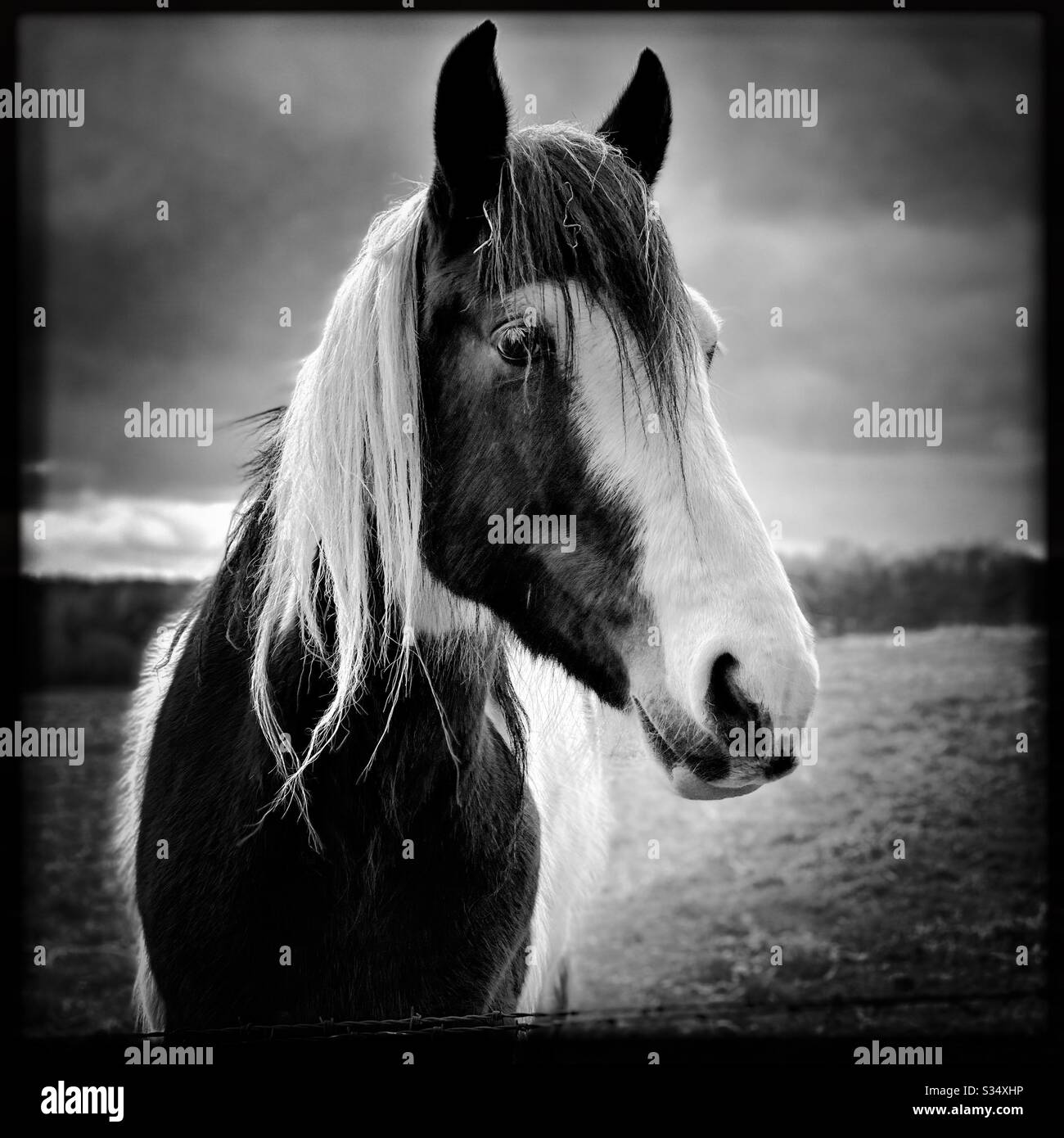 Beautiful and peaceful horse in a paddock. Domesticated livestock portrait in rural farmland. Black and white edit. Head shot - Smartphone Captured Stock Image