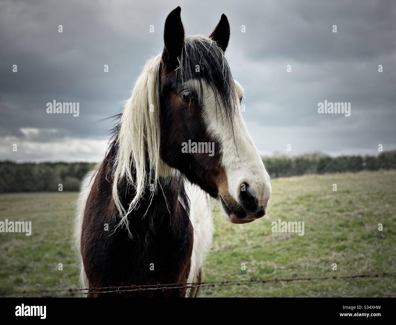Beautiful and peaceful horse in a paddock. Domesticated livestock portrait in rural farmland. Brown and white with long mane, standing under a grey sky - Smartphone Captured Stock Image