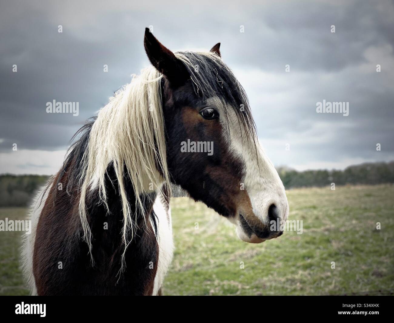 Beautiful and peaceful horse in a paddock. Domesticated livestock portrait in rural farmland. Brown and white with long mane, standing under a grey sky. Side profile head shot - Smartphone Captured Stock Image
