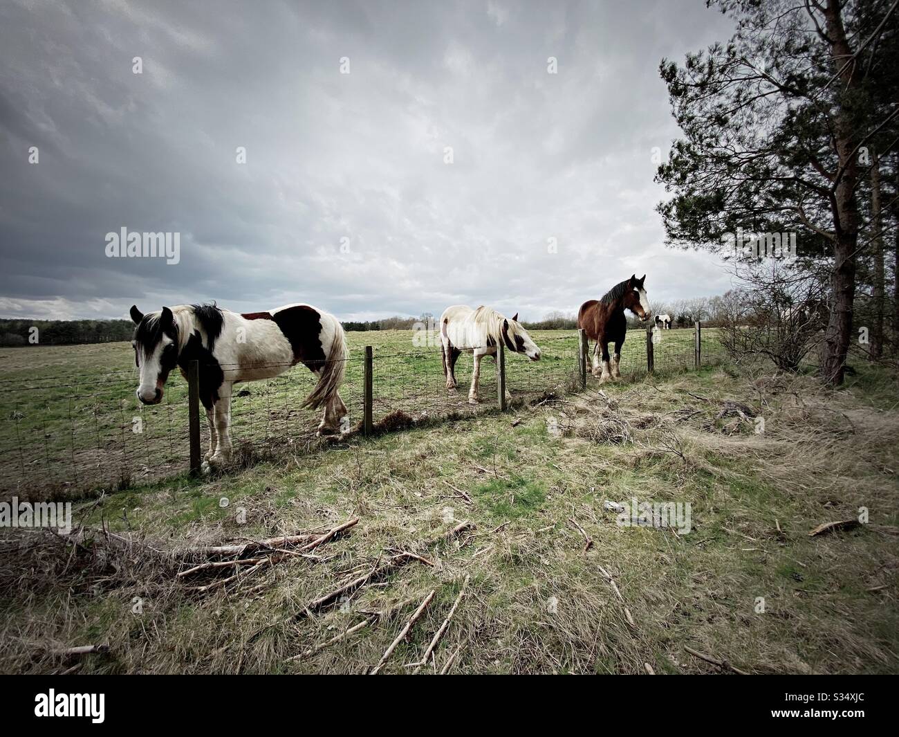 Beautiful and peaceful horse in a paddock. Domesticated livestock portrait in rural farmland. Group of horses standing by barbed wire fence. Wide angle view - Smartphone Captured Stock Image