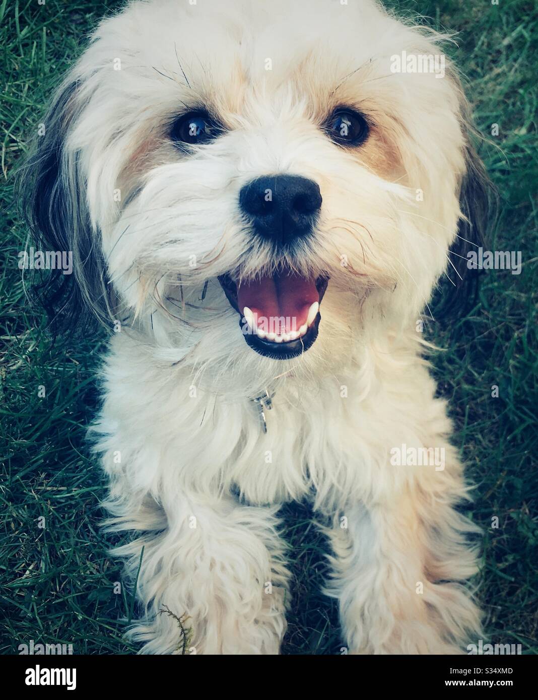 White havanese dog hi-res stock photography and images - Alamy