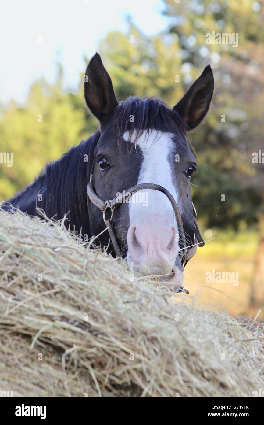 Horse eating hay Stock Photo Alamy