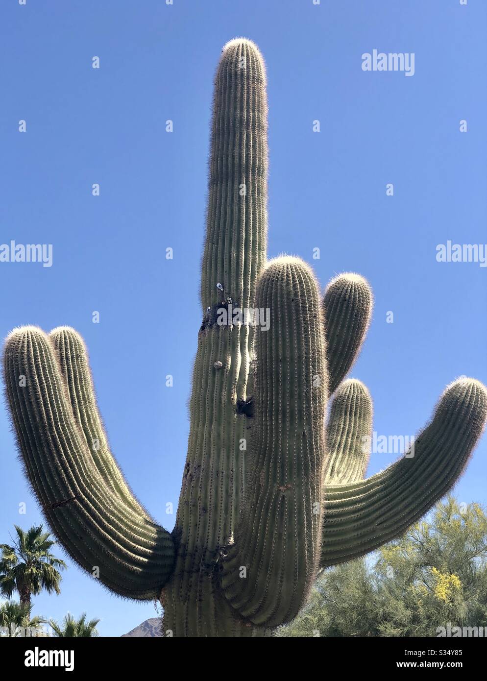 Saguaro cactus, this one is 150 years old, six “arms, woodpecker holes in trunk, blue sky, trees, mountain in background, closeup, copy space, YumaAZ, saguaro cacti are largest cactus in US Stock Photo