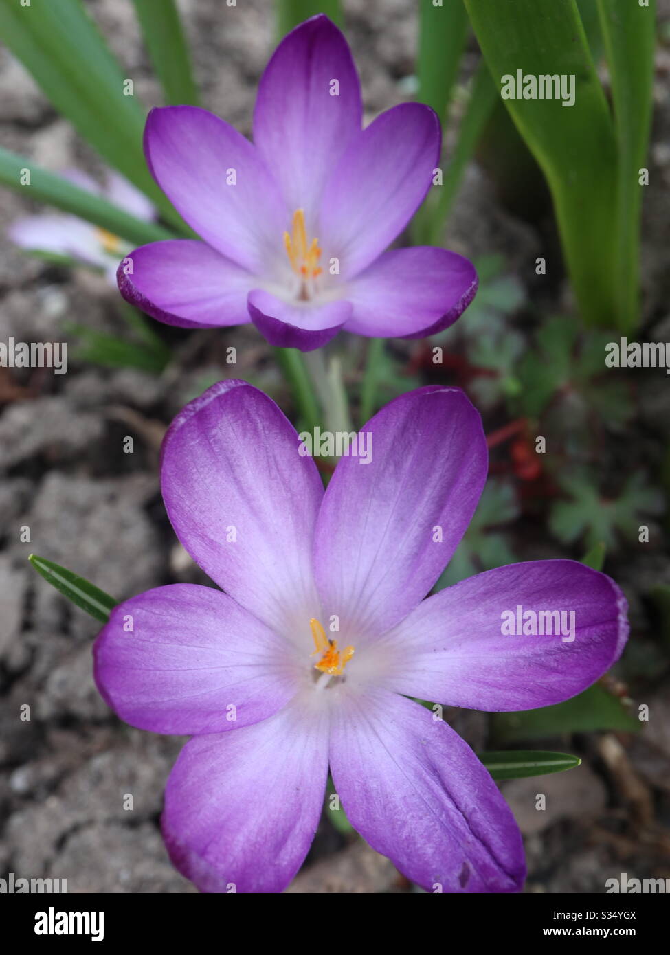 Purple Crocus in spring sunshine Stock Photo - Alamy