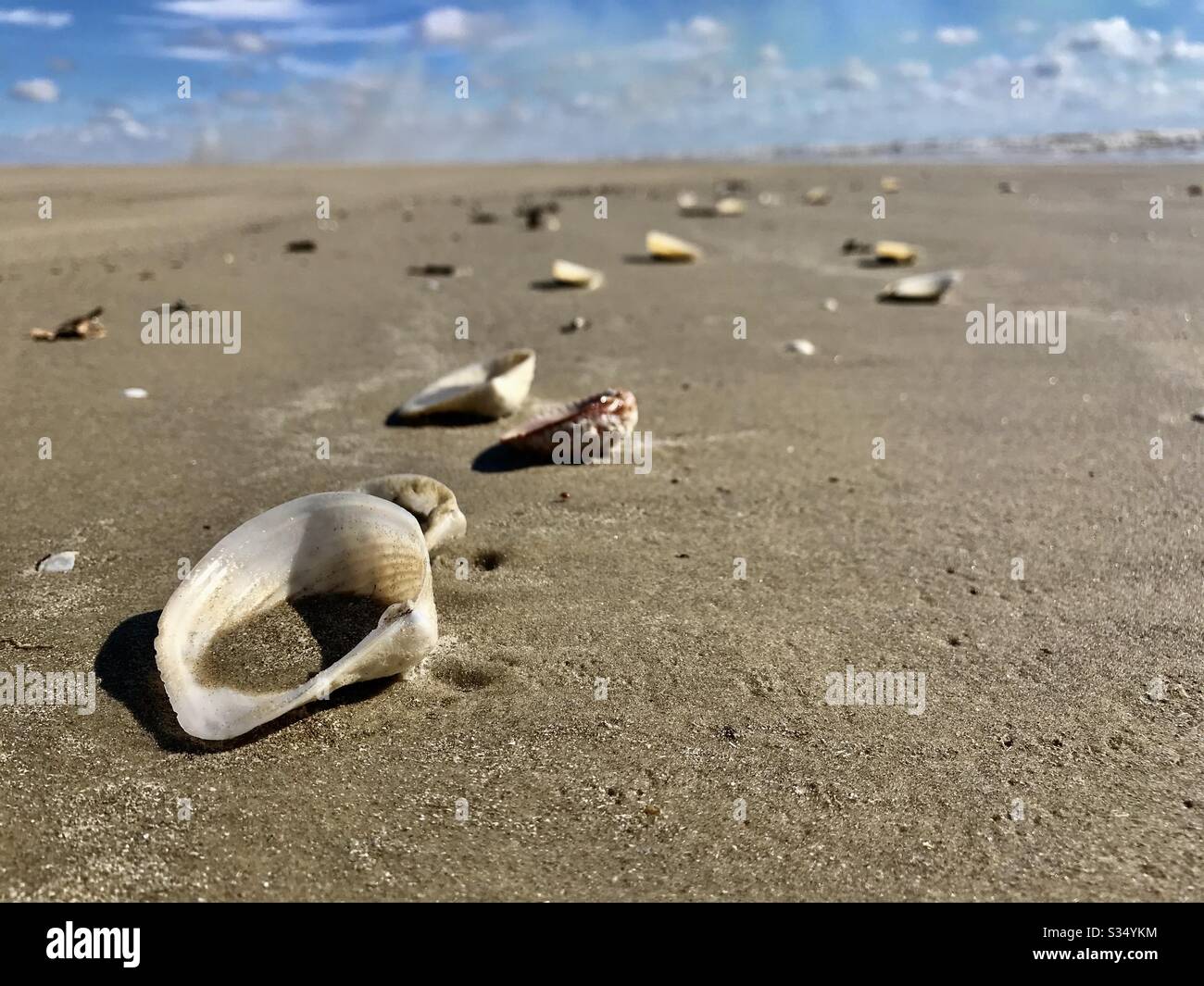 Shells on beach Stock Photo
