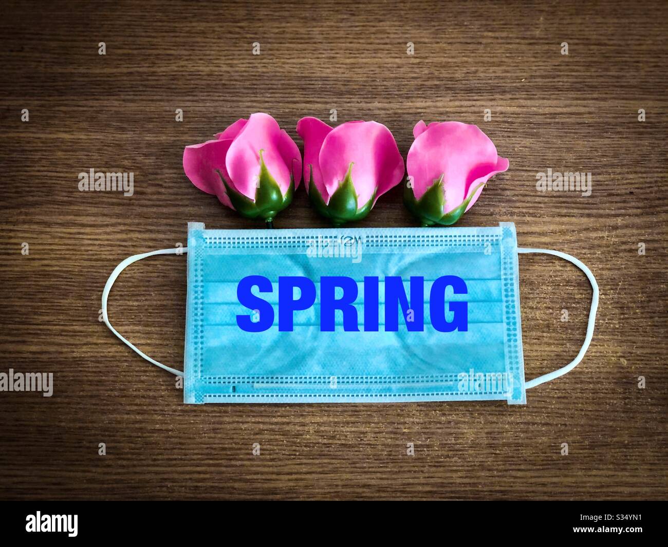 Pink roses coming out of a surgical mask - Spring time 2020 during Coronavirus pandemy - Smartphone Captured Stock Image
