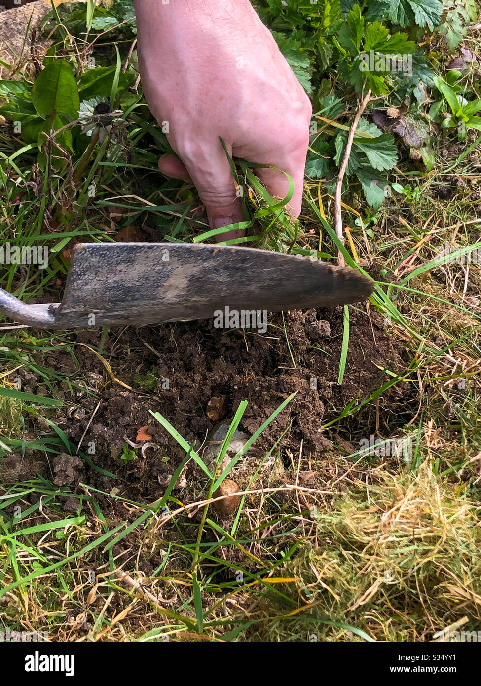 Close up of a male hand and trowel doing some weeding in a garden border. - Smartphone Captured Stock Image