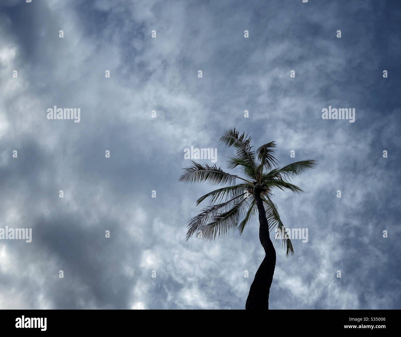 Coconut palm tree silhouetted against a cloudy sky Stock Photo - Alamy