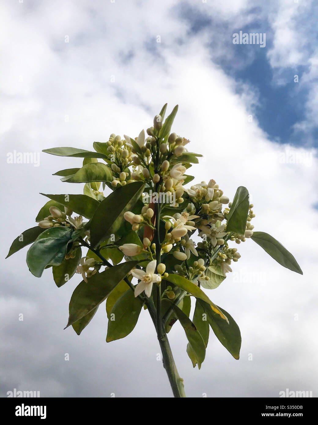New tree orange blossom Stock Photo Alamy