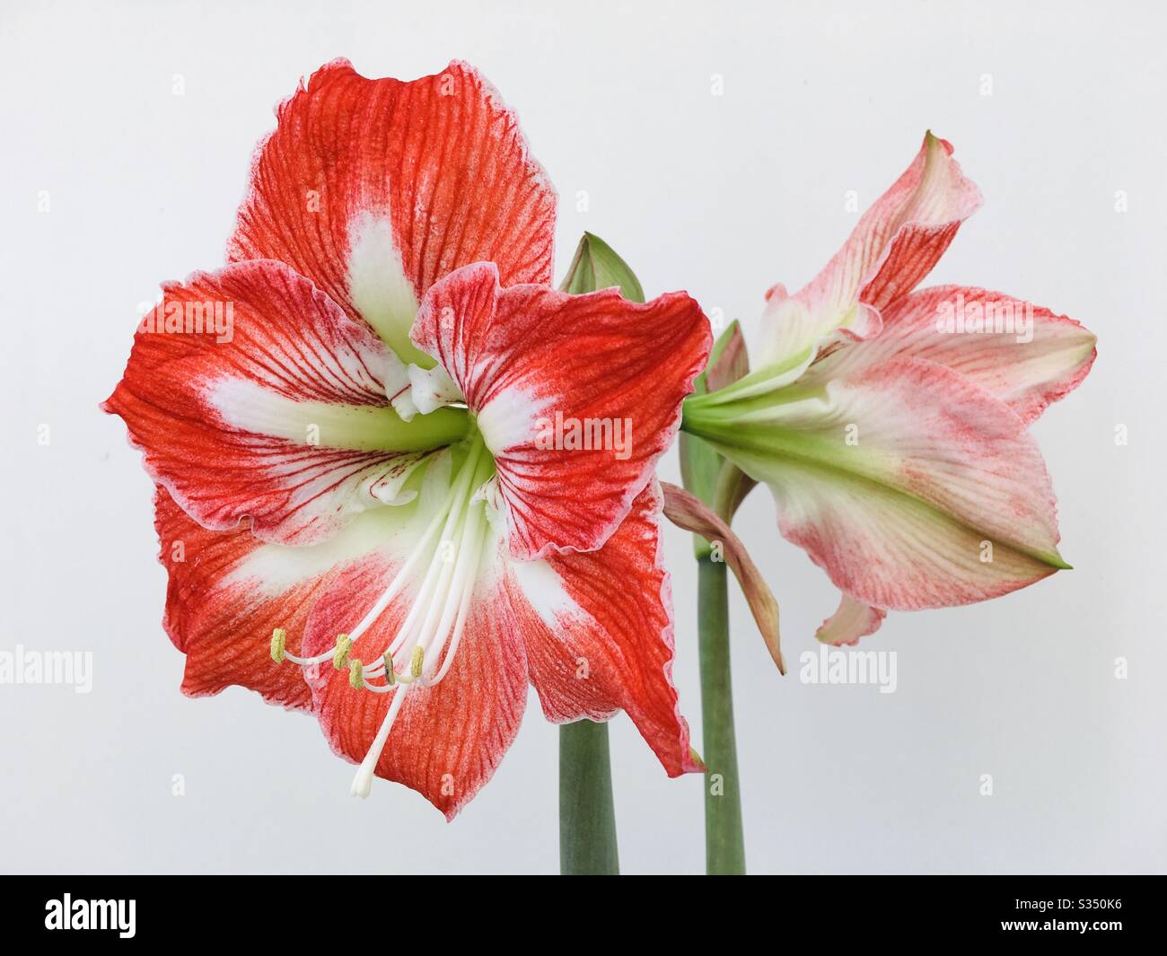 Red and white amaryllis flower - Smartphone Captured Stock Image