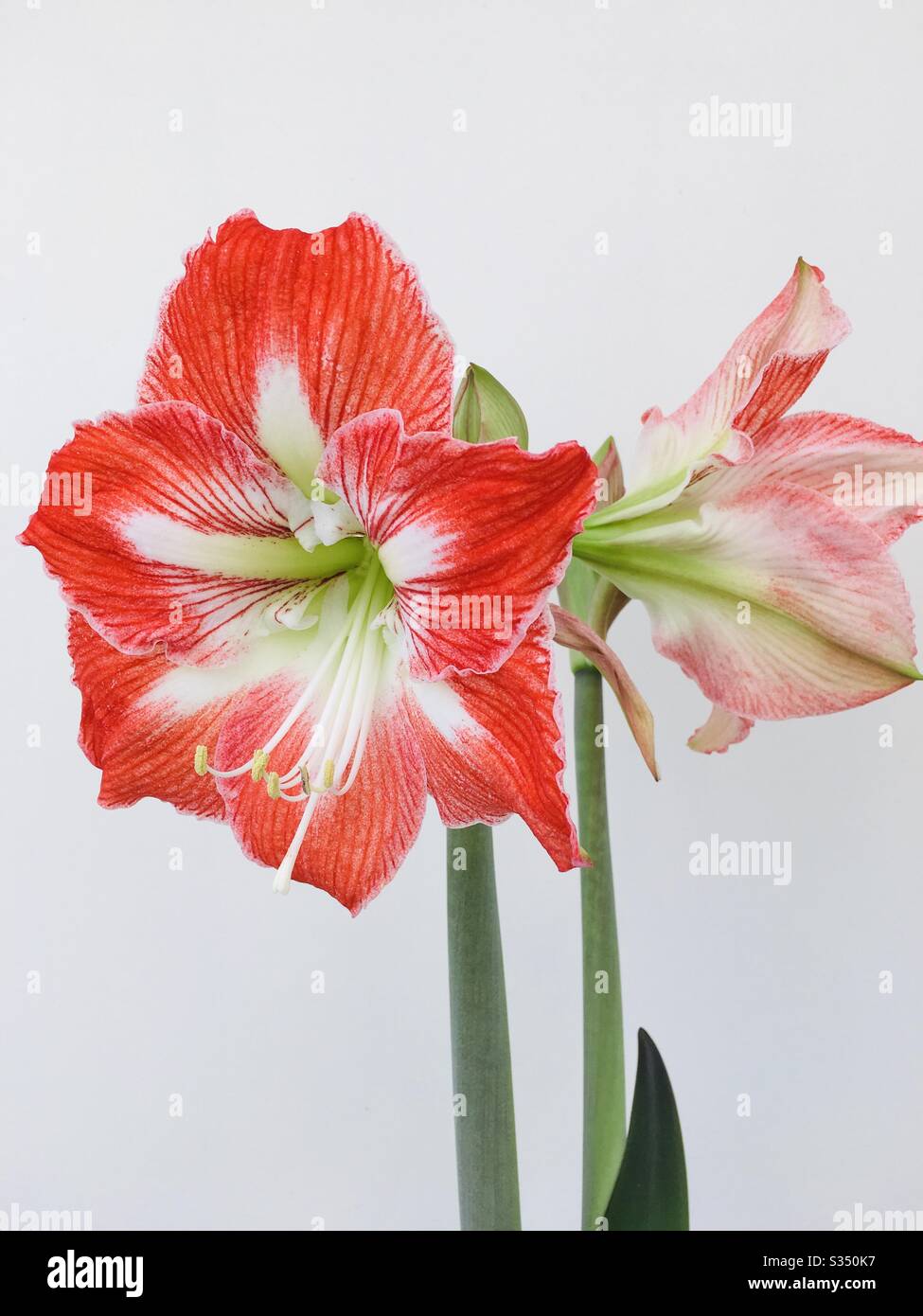 Red and white amaryllis flower - Smartphone Captured Stock Image