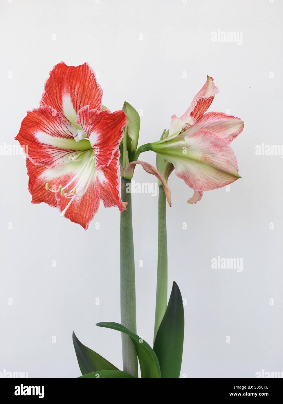 Red and white amaryllis flower - Smartphone Captured Stock Image