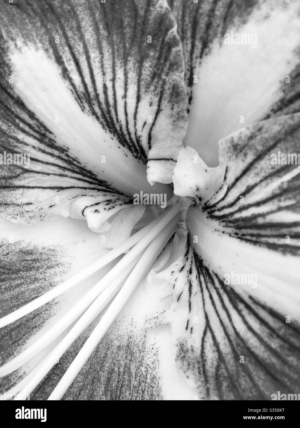 Black and white amaryllis flower - Smartphone Captured Stock Image