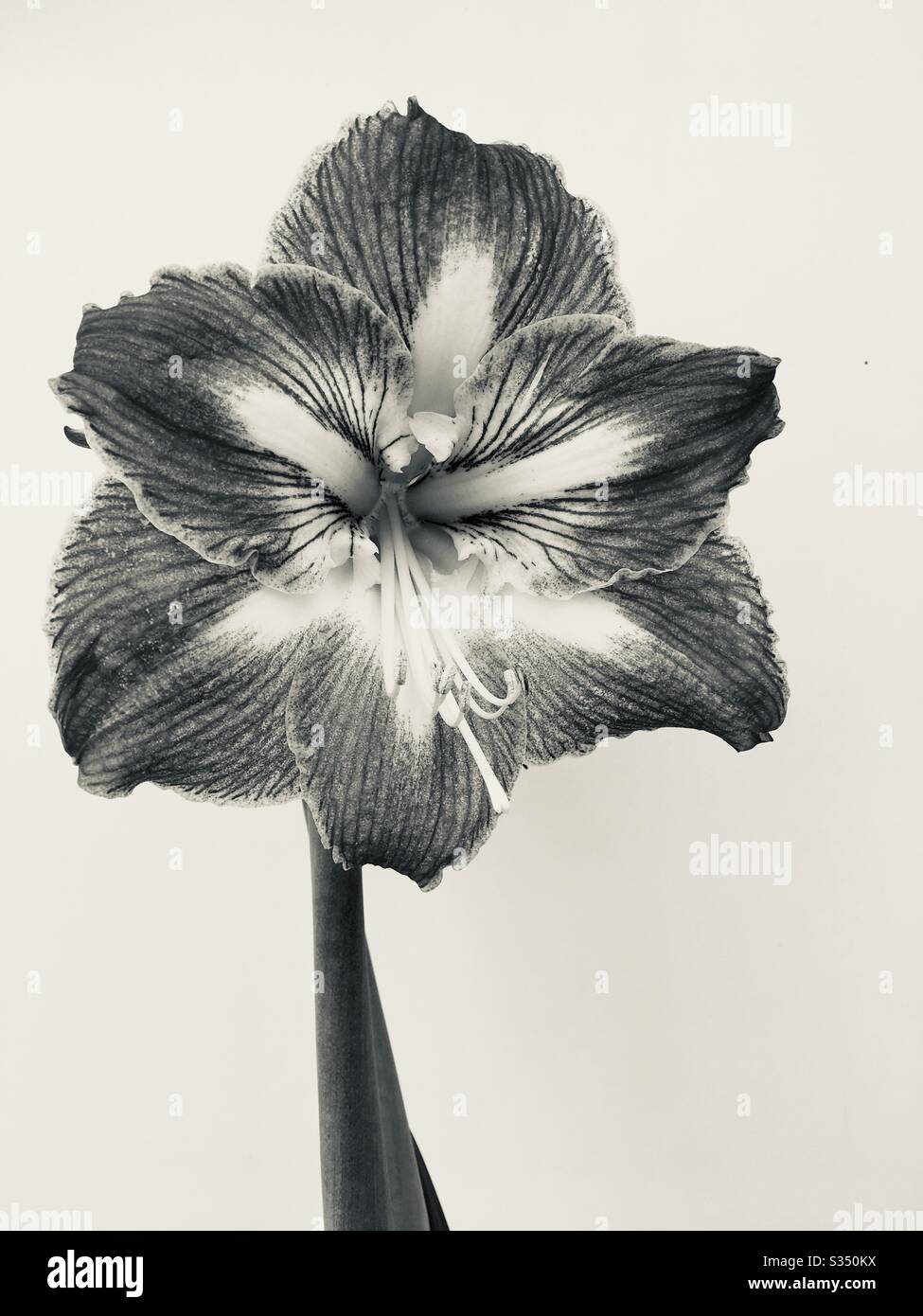 Black and white amaryllis flower - Smartphone Captured Stock Image
