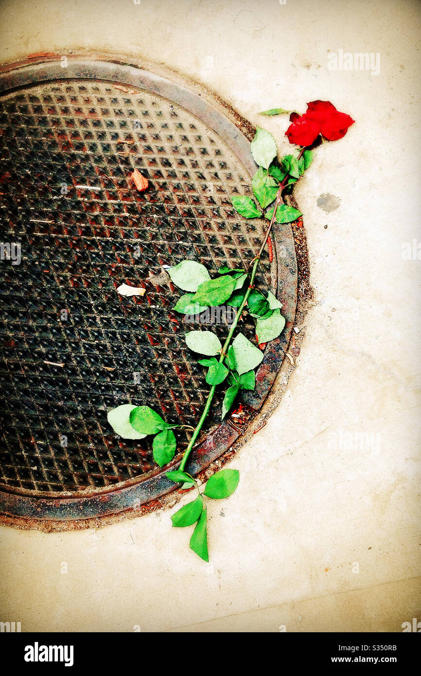 Single Rose on the Ground, Over Manhole Cover on City Street Stock Photo