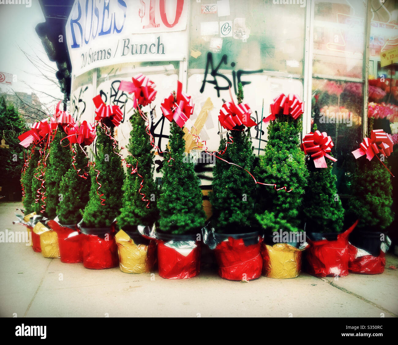 Small Christmas Trees for Sale at Corner Market Stock Photo