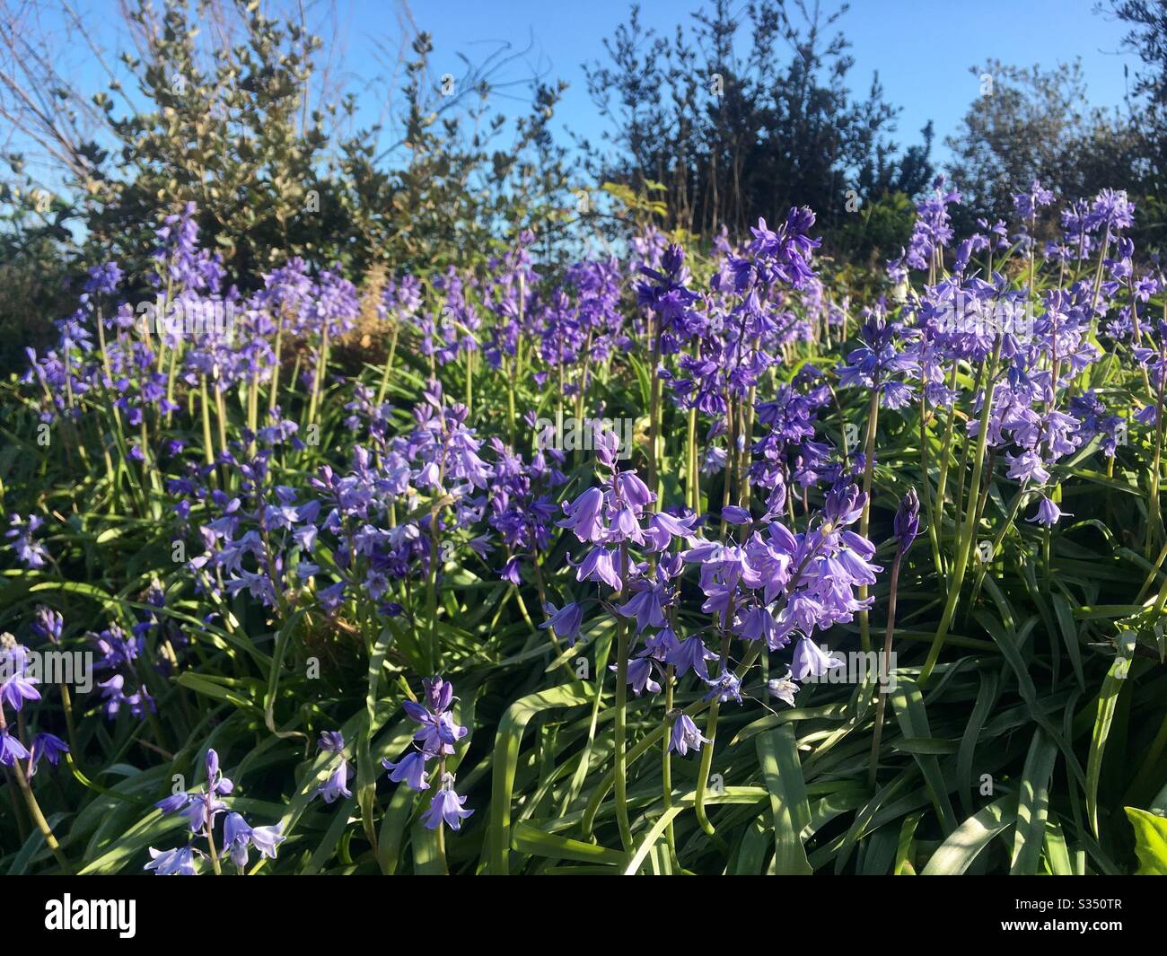 Springtime Bluebells and blue sky on a sunny April afternoon Stock Photo