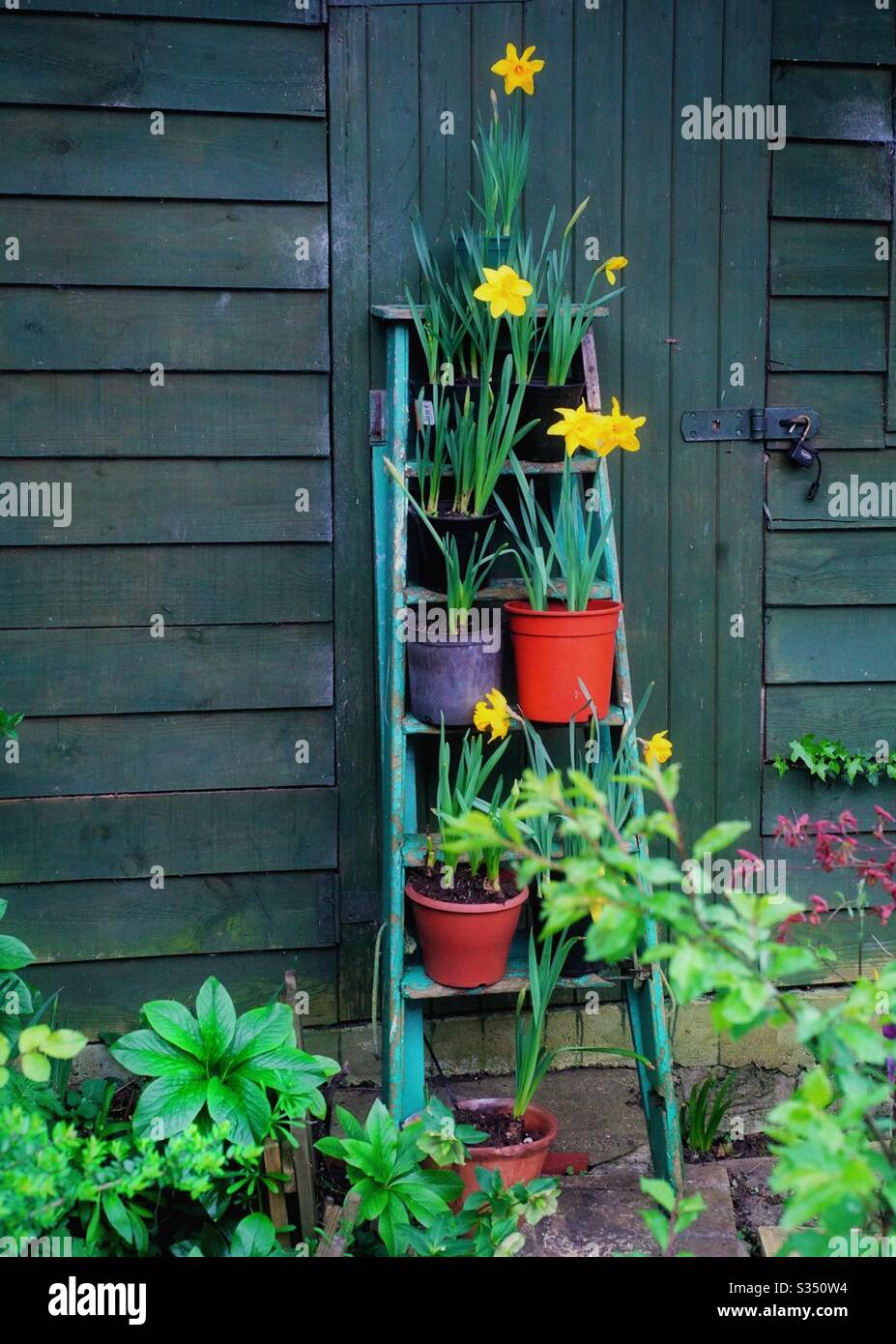 An old ladder propped up against a garden shed. - Smartphone Captured Stock Image